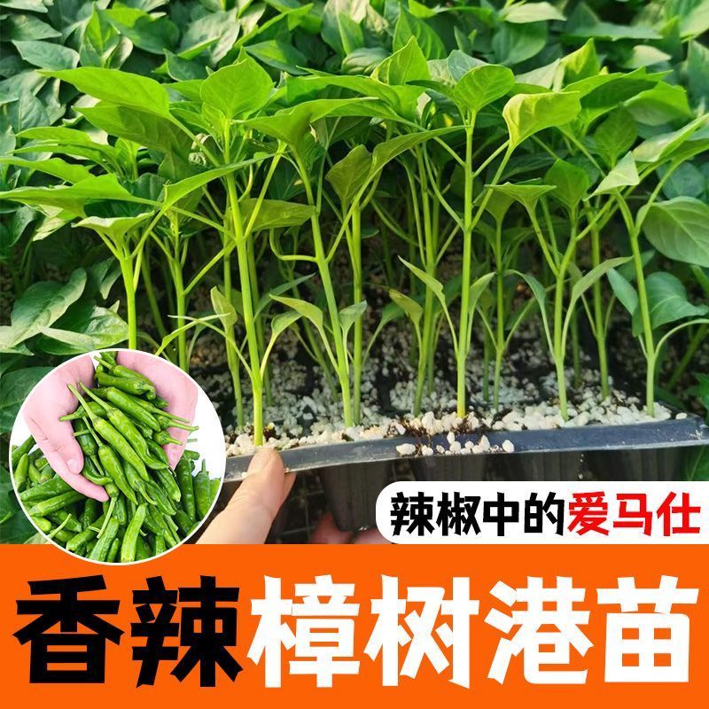 樟树港辣椒苗