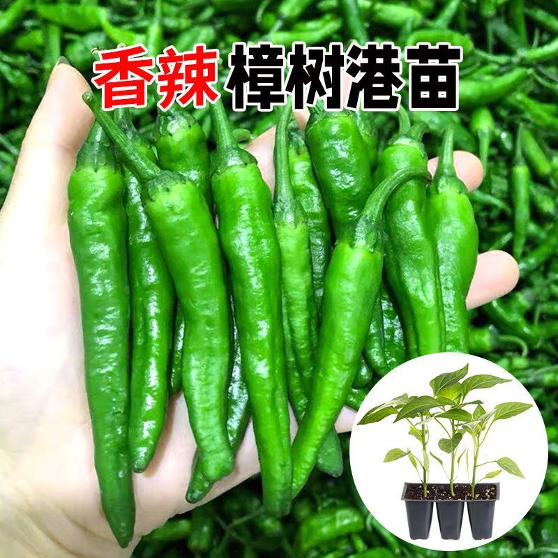 樟树港辣椒苗