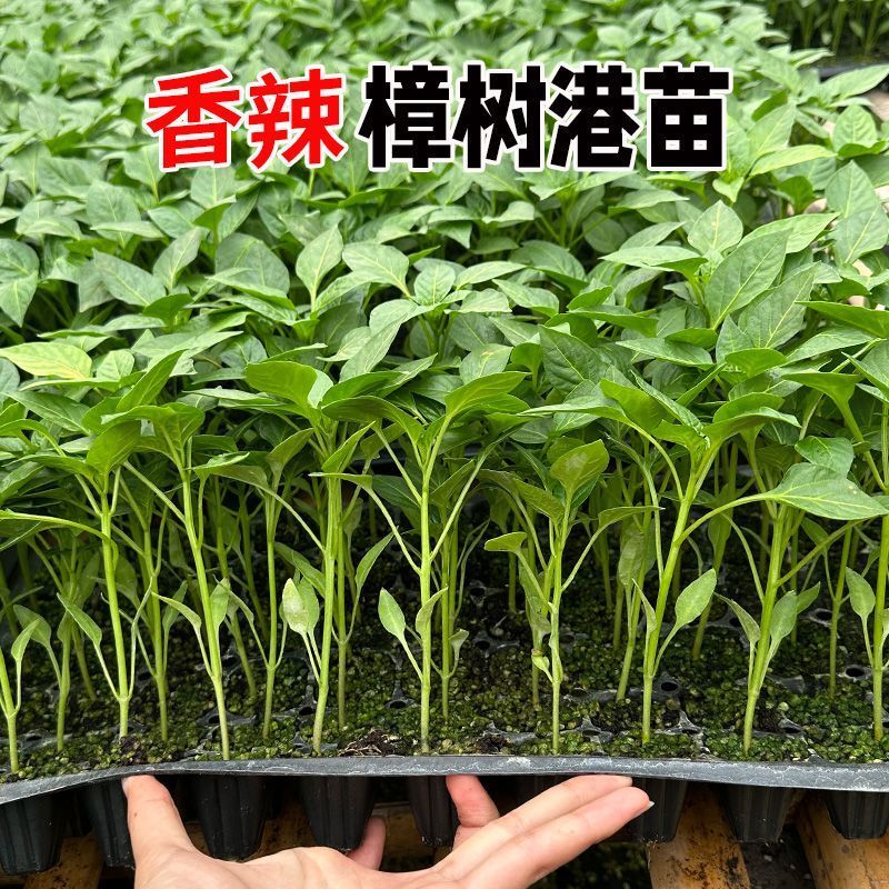 樟树港辣椒苗