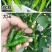 樟树港辣椒苗