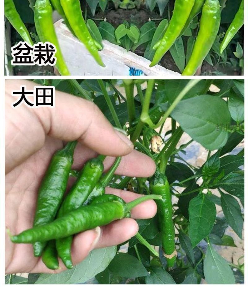 樟树港辣椒苗