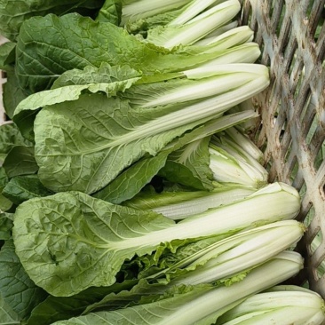 毛白菜上海青大量上市