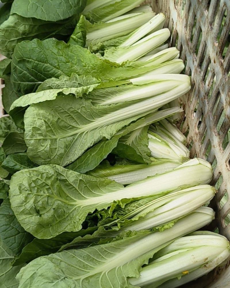 毛白菜上海青大量上市