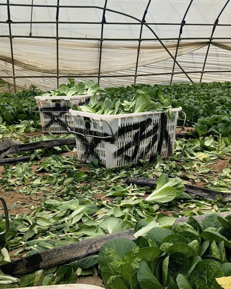 毛白菜上海青大量上市