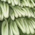 毛白菜上海青大量上市