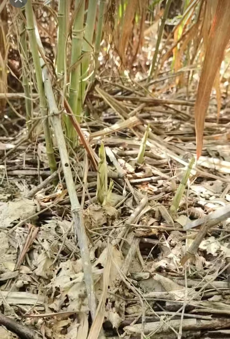 农村苦笋