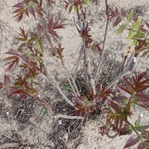 红油香椿