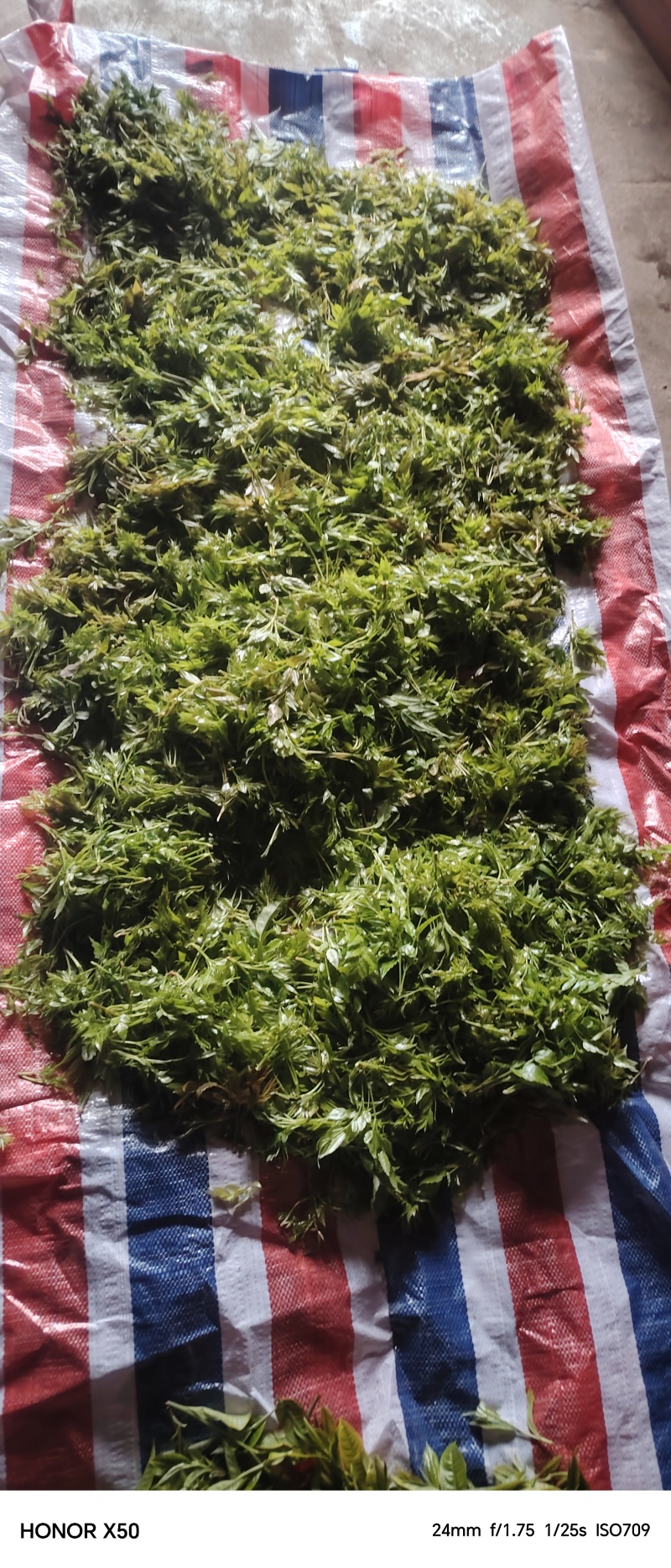 藤茶芽尖源头