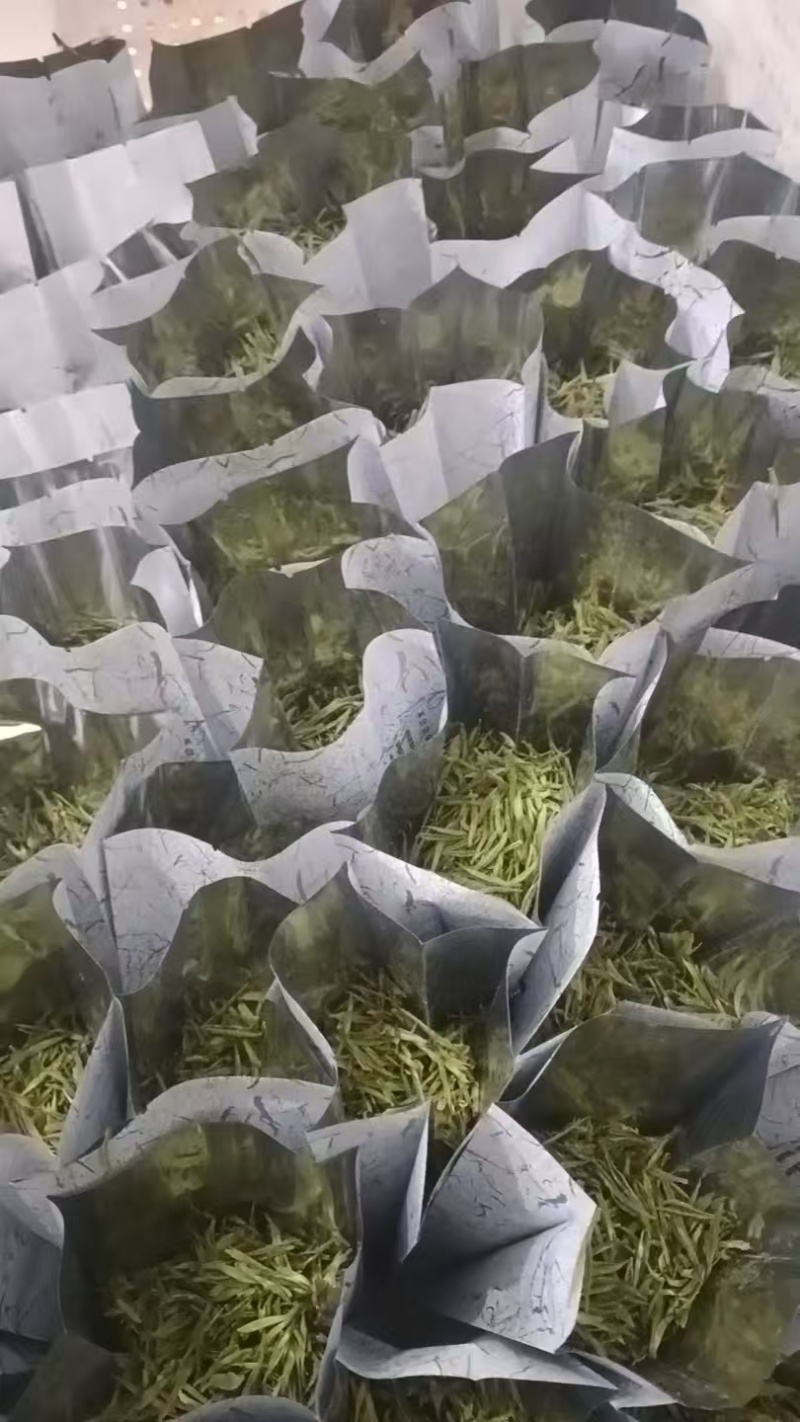明前高山茶叶