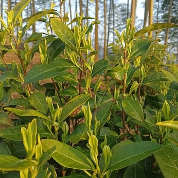 明前高山茶叶