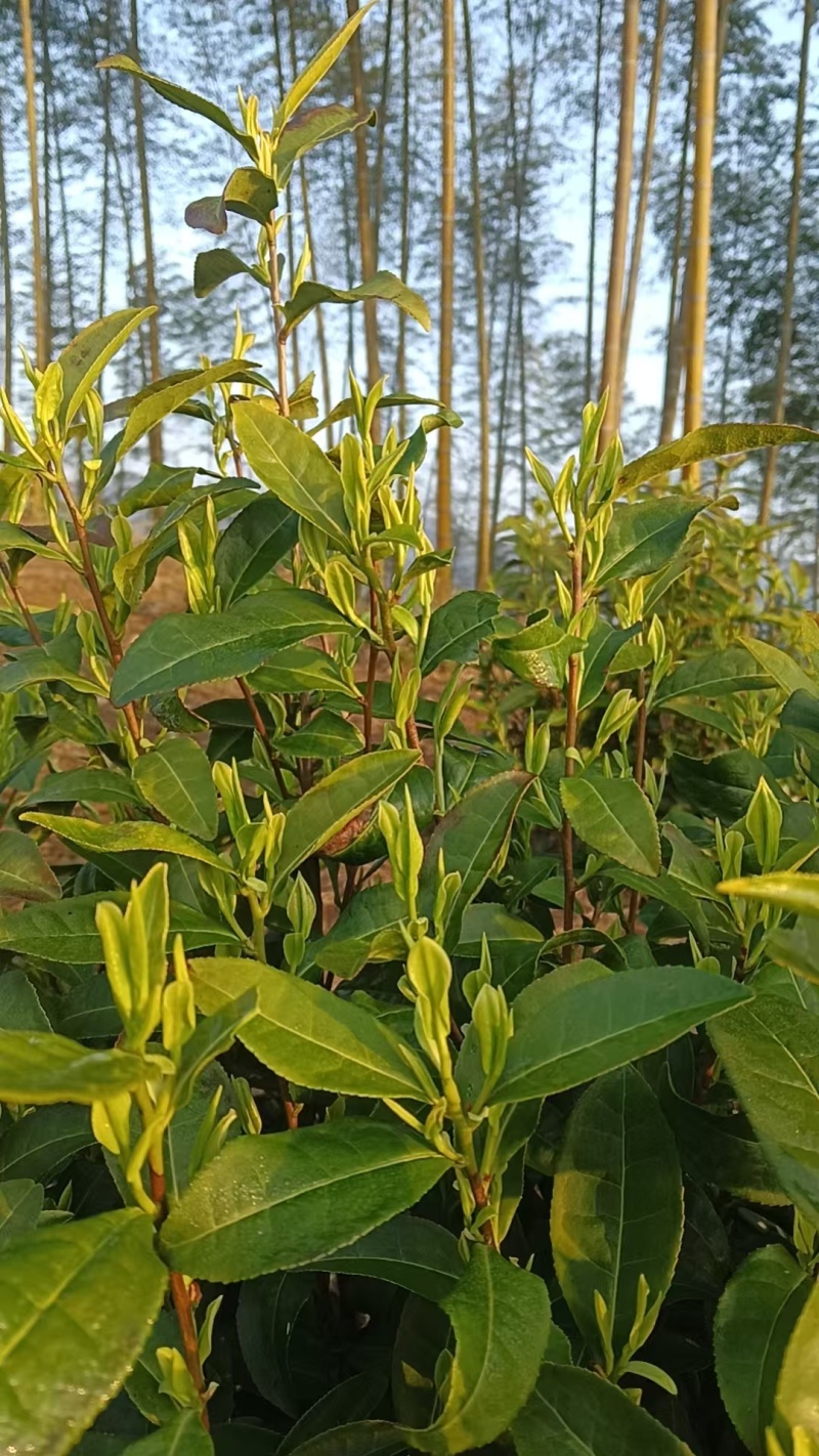 明前高山茶叶