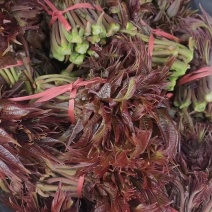 沂蒙山漏天头茬香椿***********