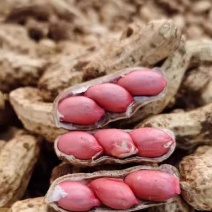 广东精品鲜花生，现挖现发，颗粒饱满，质量保证，全国发货