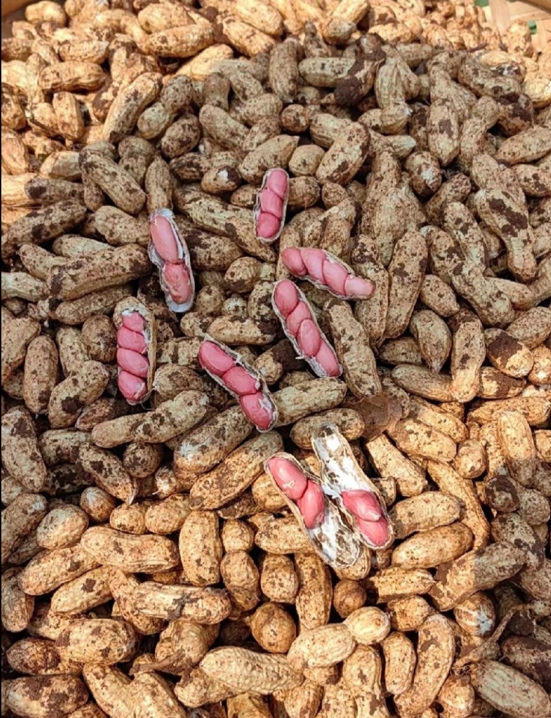 广东精品鲜花生，现挖现发，颗粒饱满，质量保证，全国发货