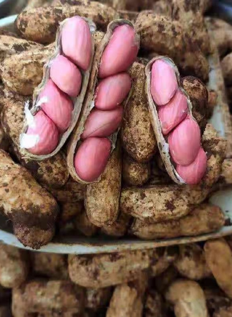 广东精品鲜花生，现挖现发，颗粒饱满，质量保证，全国发货