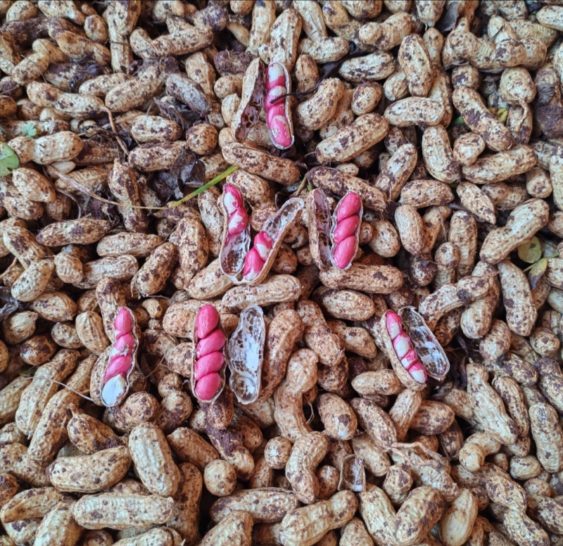广东精品鲜花生，现挖现发，颗粒饱满，质量保证，全国发货