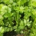 芹菜