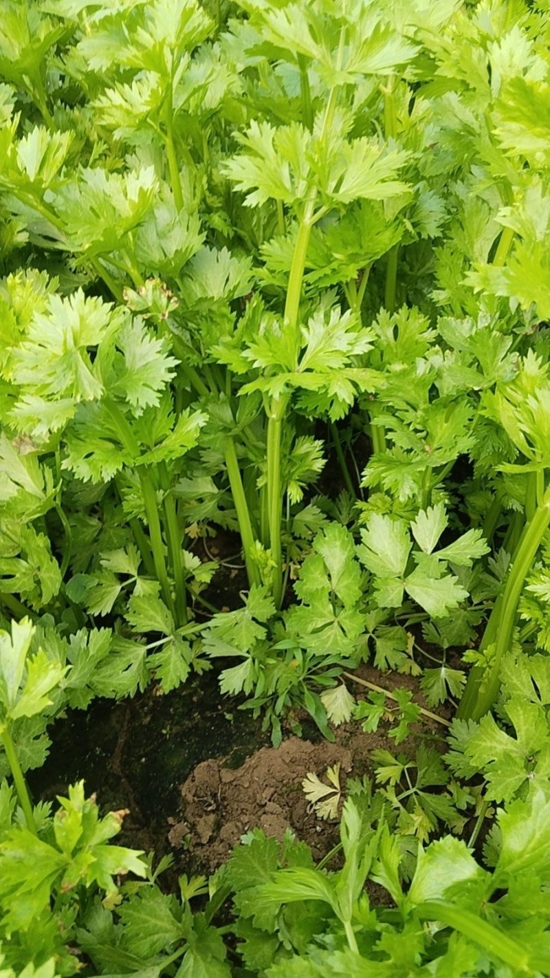 芹菜