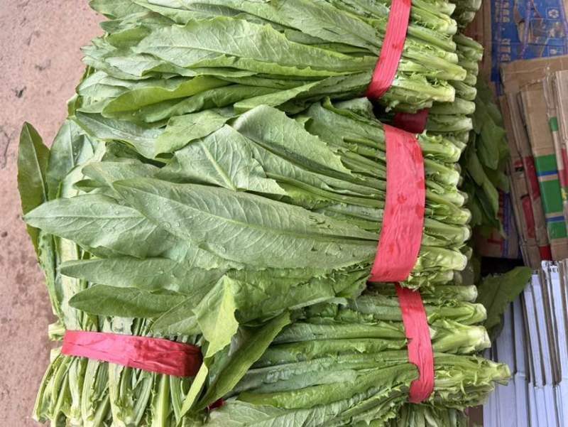 油麦邯郸蔬菜产地精品油麦产地直发