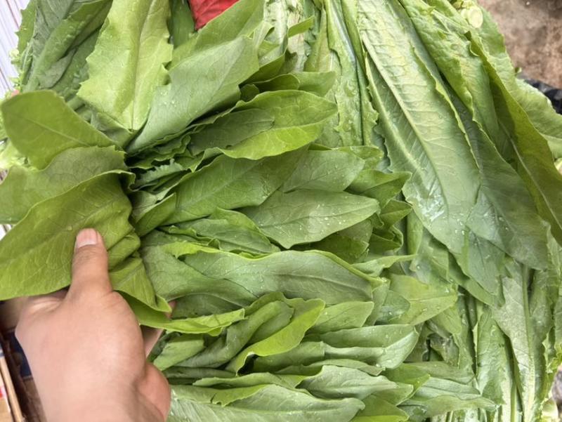 油麦邯郸蔬菜产地精品油麦产地直发