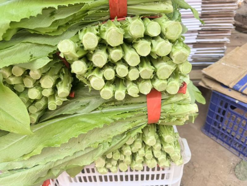 油麦邯郸蔬菜产地精品油麦产地直发