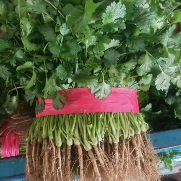 河南滑县蔬菜