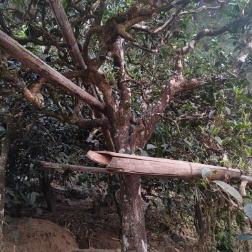 百年古树茶