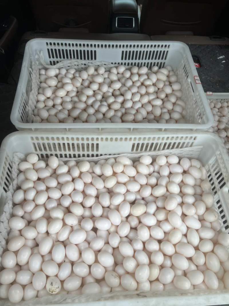 鸽子蛋
