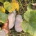 有11-18吨蜜本南瓜，4-12斤，9到全黄，现货，要吗？