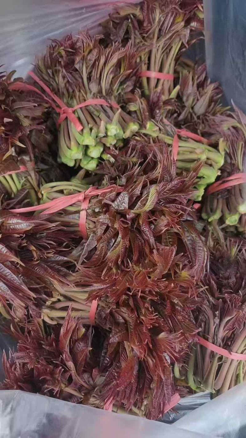 老香椿芽价格很不错，如果需要，请联