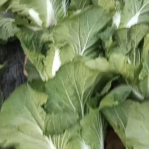 大白菜