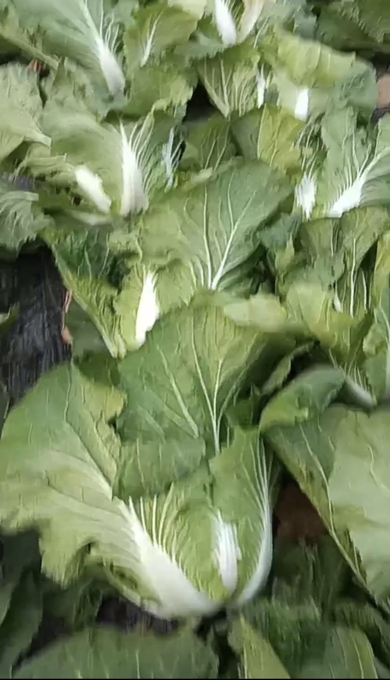 大白菜