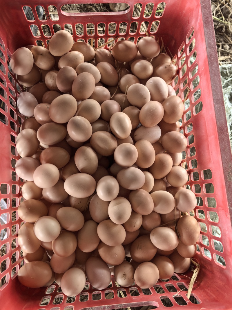 纯粮食散养土鸡蛋