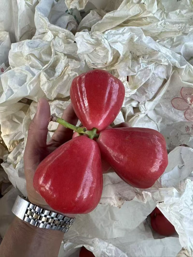 海南莲雾