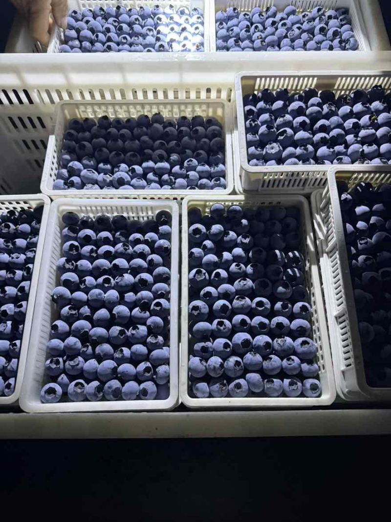 蓝莓