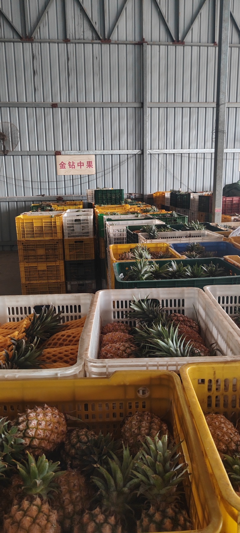 金钻17号凤梨对接各大平台，市场，电商一件代发