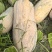 蜜本南瓜