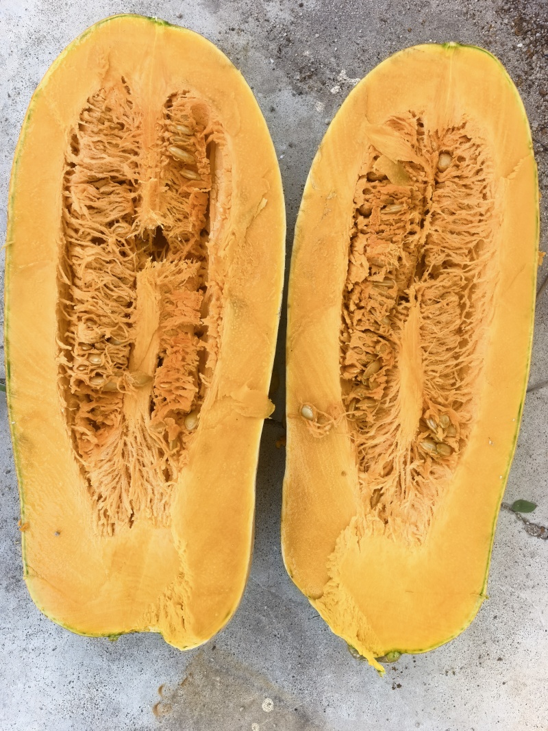 蜜本南瓜