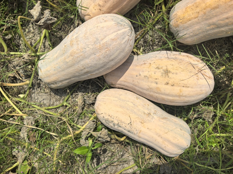 蜜本南瓜
