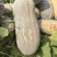 蜜本南瓜
