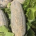蜜本南瓜