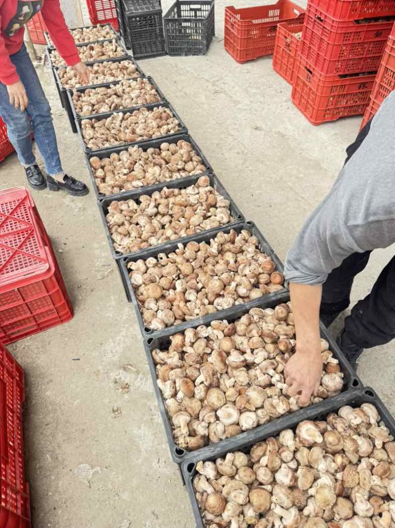 鲜香菇。场地直发