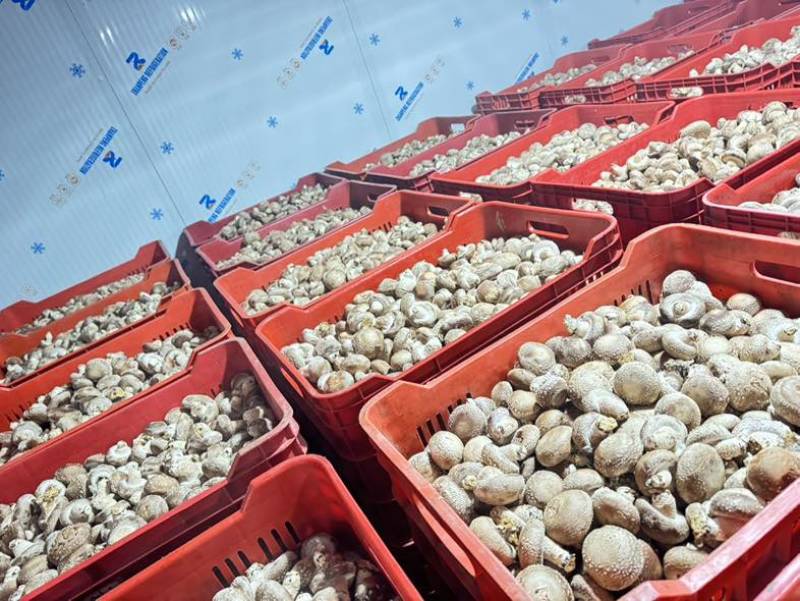 鲜香菇。场地直发