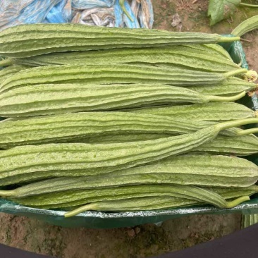 棱丝瓜