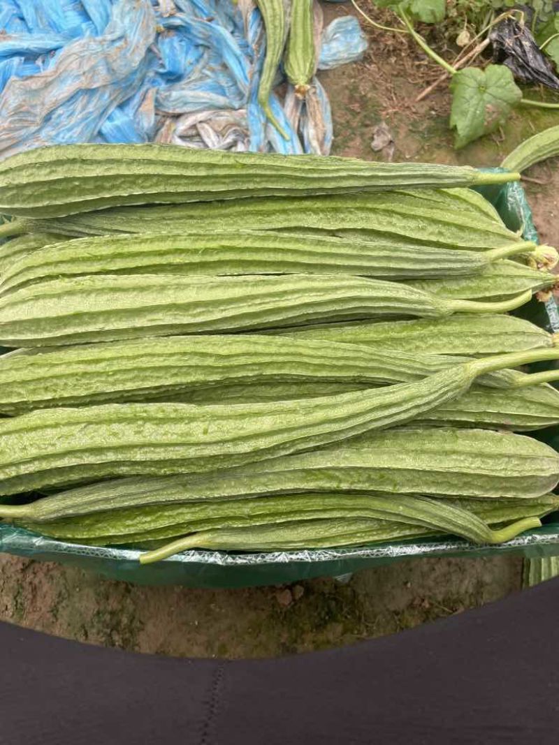 棱丝瓜