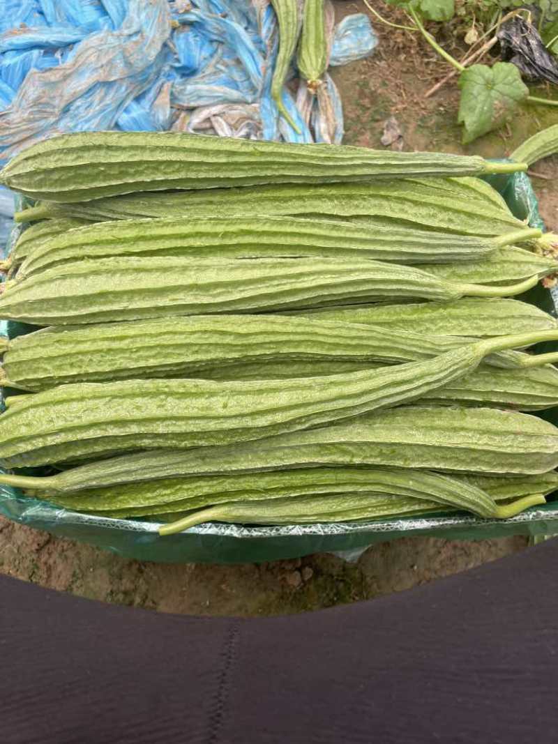 棱丝瓜