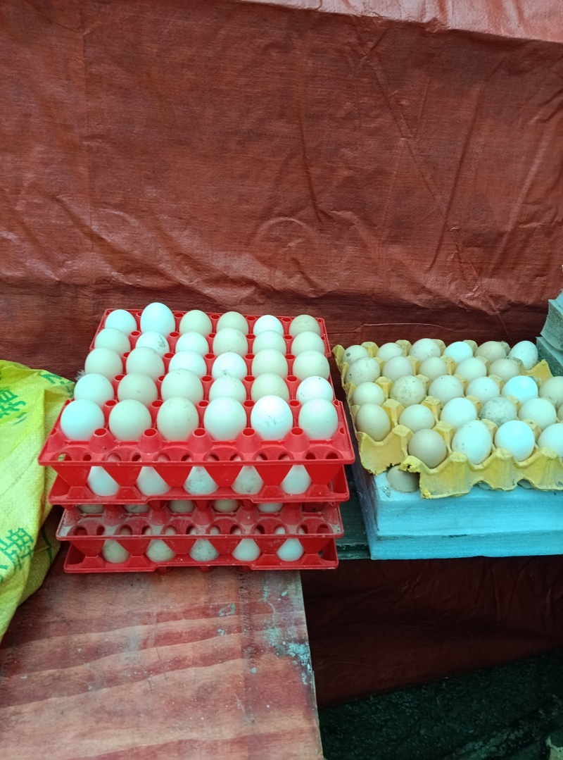 土鸡蛋1.5一枚
