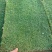 草坪：马尼拉百慕大果岭草