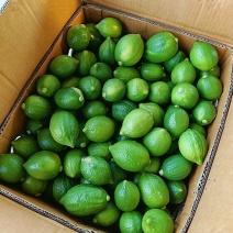 香水柠檬新鲜广东无籽奶茶店专用手打商用青柠果本地新鲜现摘