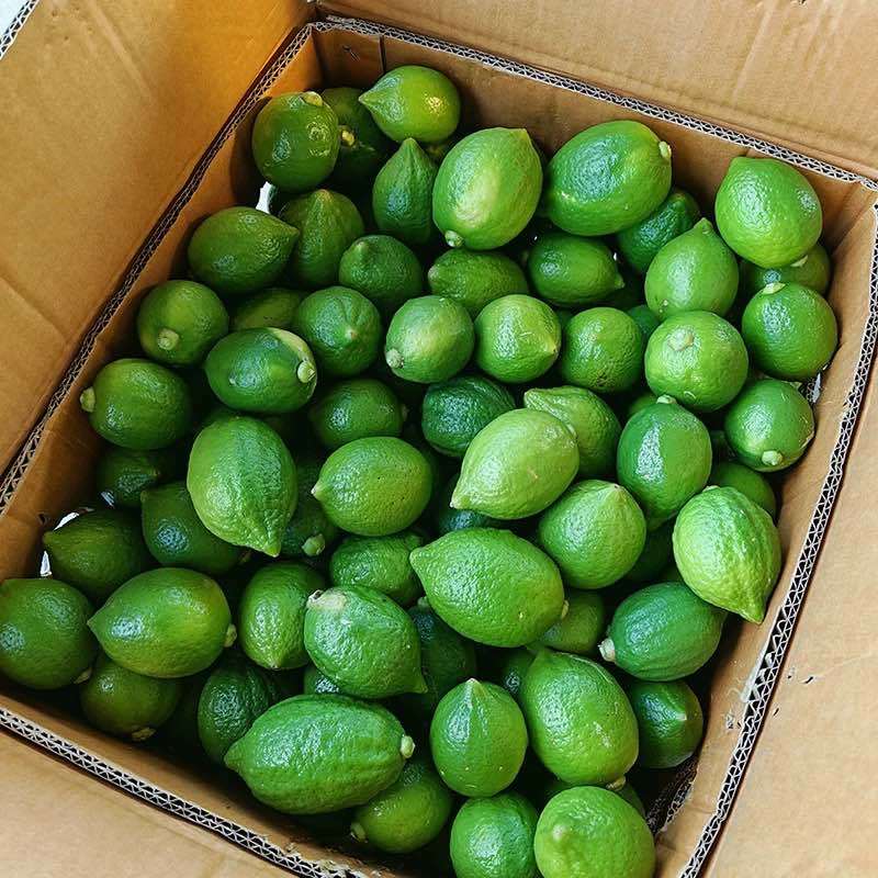 香水柠檬新鲜广东无籽奶茶店专用手打商用青柠果本地新鲜现摘